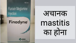 अचानक मैस्टाइटिस का होना | Acute Mastitis in Cattle