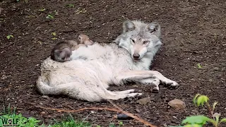 For a wolf pup, the comfiest bed is your big sister 🐺