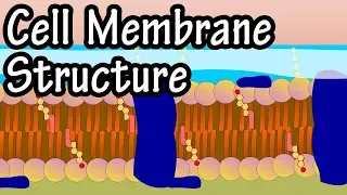 Cell Membrane Structure And Function - Function Of Plasma Membrane - What Is The Plasma Membrane