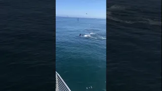 Rare white killer whale spotted among pod off Newport Beach coast in California