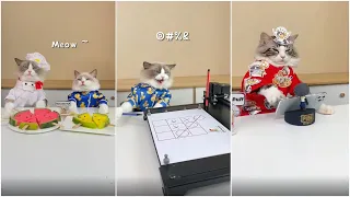 Cats make food 2022 "That Little Puff" Tiktok Compilation New #38