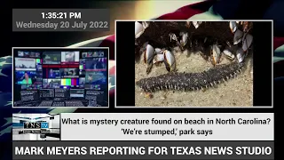 What is mystery creature found on beach in North Carolina? ‘We’re stumped,’ Park Says