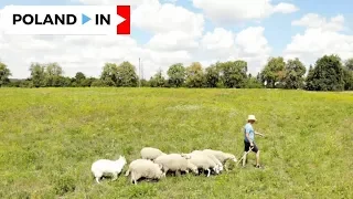 Pilot SHEEP GRAZING in LUBLIN – Poland In