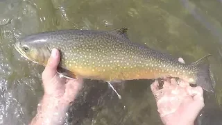 Brook Trout Fishing Gods River July 2019