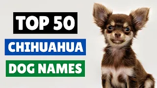 CUTE CHIHUAHUA DOG NAMES 💖🥰 TOP 50 ( MALE AND FEMALE )