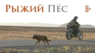 Рыжий пёс / Red Dog (2011) / Комедия, Драма, Семейный