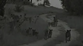 WE SafariLive- The Nkuhuma lion cubbies on the move in the dark!