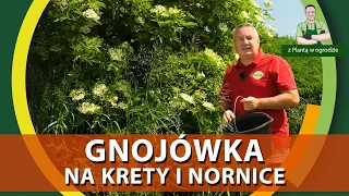 Gnojówka z czarnego bzu na krety i nornice - Z PLANTĄ W OGRODZIE