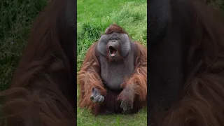 Cute Orangutan Blows Kisses!