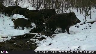 Fotopasca OXE Gepard II | VIDEO