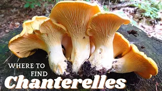 CHANTY RAID EP1, Where I Find Tons of Golden Chanterelles Plus Tips for Identification