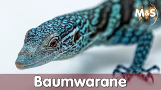 Baumwarane | Gelb, Grün, Schwarz, Blau