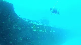 Barbados Mermaid - Rather Die If Can't Dive