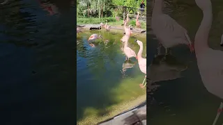 Our silly flamingos at the Reid Park Zoo in Tucson, Arizona.