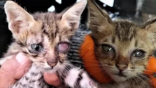 POOR RESCUED KITTENS WHO GOT A TERRIBLE EYE INFECTION