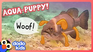 🐟 Fish Acts Like Guard Dog To Protect His Diver Friend! 🐕 | Dodo Kids