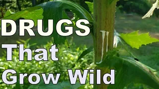 5 Drugs that grow wild in our back yards and neighborhoods (temperate climate US)