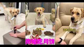 狗子：不管我怎么做，我终究还是多余的，融入不了你们的圈子。#拉布拉多犬 #拉布拉多 #神犬 #狗狗