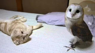 My barn owl and cat