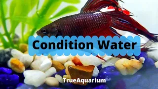 How to Condition Water for Betta Fish？
