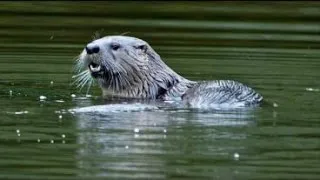 Otter Attacks Mpls. Girl in Western Wis.