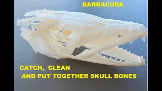Barracuda Skull Prep and Assembly in Florida Keys