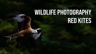 Photographing RED KITES in WALES - Bwlch Nant Yr Arian - Wildlife Photography - OM System OM-1