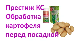 #Престиж КС #Обработка #картофеля перед посадкой