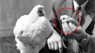 What Happened To Mike The Headless Chicken?