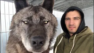 The biggest wolf on the planet, Canadian wolf, wolf, large wolf