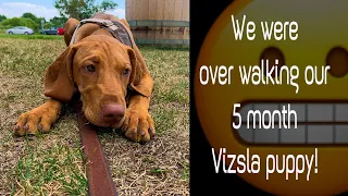 How long to walk a Vizsla puppy