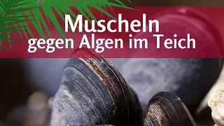 Muscheln gegen Algen im Teich: Wundermittel oder Blödsinn?