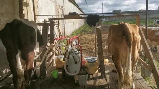 Утренняя дойка коров!