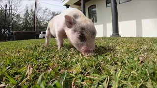 Rescued piglet finds a new home