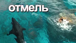 ОТМЕЛЬ в 720 HD | Нападение Акулы на девушку!