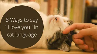 8 Ways to say ' I love you ' in cat language