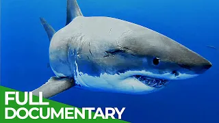 Adventure Ocean Quest: The White Sharks of Guadalupe | Episode 4 |  Free Documentary Nature