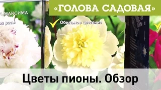 Голова садовая - Цветы пионы. Обзор