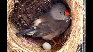 Zebra finch lay her first egg 70 days after she was hatched