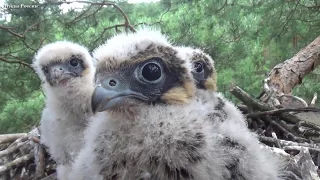 Hobby falcon - Nesting life of the falcon - Documentary + English subtitles