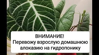 Перевожу взрослую домашнюю алоказию на гидропонику