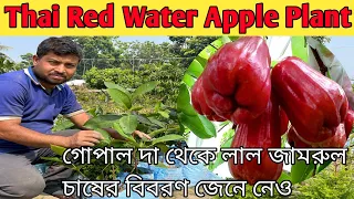 Thai Red Water Apple (Jamrul) Plant | লাল জামরুল চাষের বিবরণ জেনে নাও | by Newnessplant.com