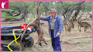🦘 Australia Farmers Deal With 5.3 Million Kangaroos This Way