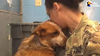 Dog Who Got Lost And Ended Up In Shelter Reunites With Family | The Dodo