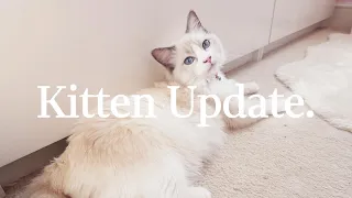 Ragdoll Kitten Update (7 months old ) | Food, toys etc 🐈💕🌸