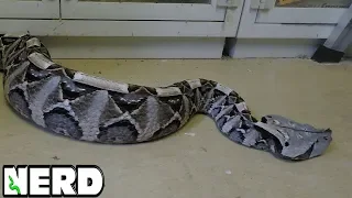 ANGRY GABOON VIPER -  ALSO WILL KEVIN GET BIT?