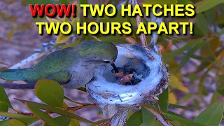 Mother Costa's Hummingbird Hatches Two Eggs on The Same Day