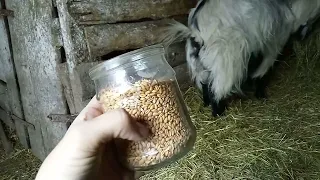 Частина 1. Як я пораюсь вранці у кіз 🐐 Скільки зерна даю козам 🌾 Розказую про неслухняного Барона 🐐