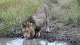 On the Beat in the Manyeleti #12 In search of the White Lions