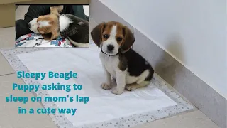 Sleepy Beagle Puppy asking to sleep on mom's lap in a cute way - Cute & Funny Beagle Puppy #Beagle
